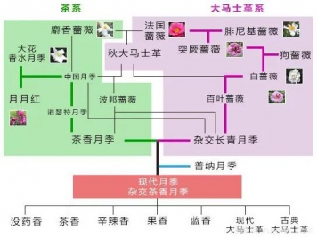 月季的7大香型和10大香調