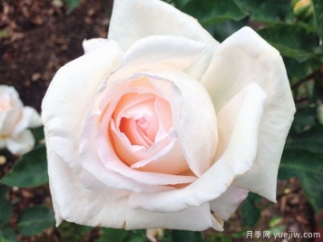 嬌蘭百樂(lè )花園月季/百花樂(lè )園月季