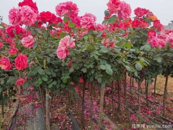 種植樹(shù)狀月季，內鄉縣七里坪鄉走上富民路