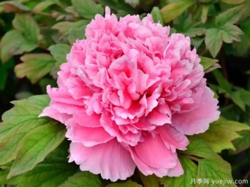 菏澤牡丹春節催花技術(shù)