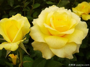 金牌月季的優(yōu)缺點(diǎn)是什么？