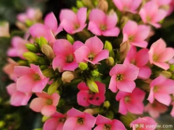 長(cháng)壽花冬天怎么養護？解決凍傷不開(kāi)花消苞的辦法