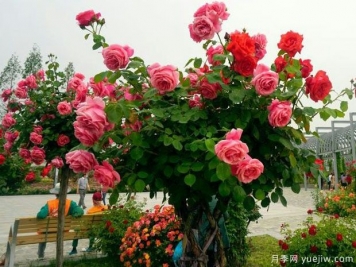 淮北月季市花文化和景觀(guān)圖集