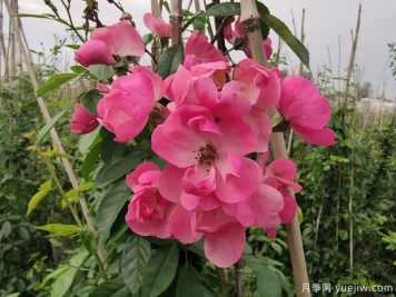 北方常見(jiàn)的4個(gè)耐寒花卉是什么？月季牡丹芍藥鐵線(xiàn)蓮