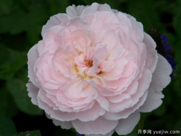 愛(ài)麗絲小姐月季