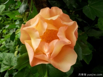 戰斗的勇猛號月季