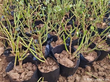 裸根月季與盆栽月季的區別？裸根月季苗的種植方法