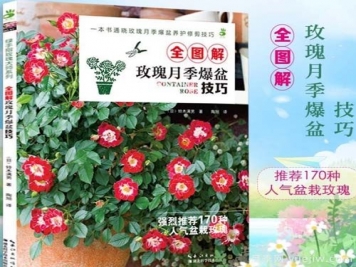 月季圖書(shū)：鈴木滿(mǎn)男《全圖解玫瑰月季爆盆技巧》