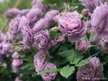 5個(gè)獨一無(wú)二的紫色月季花，喜歡嗎