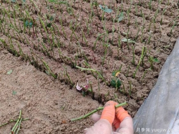 扦插不成功，可能是種植的環(huán)境條件不達標