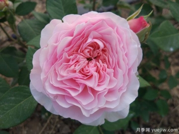 羅莎琳達月季