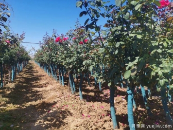 春季花卉苗木應該如何修剪？不同類(lèi)別要不同對待