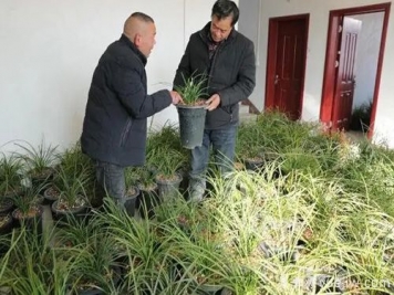 南陽(yáng)西峽蘭花香飄正好，蘭花培育致富