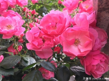 月季八大種類(lèi)詳解，了解月季如何使用
