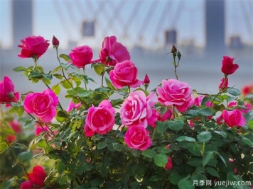 月季盛會(huì )，南陽(yáng)將舉辦2023中國·南陽(yáng)首屆世界月季博覽會(huì )