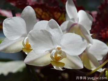 如何給蘭花翻盆？15道工序大功告成