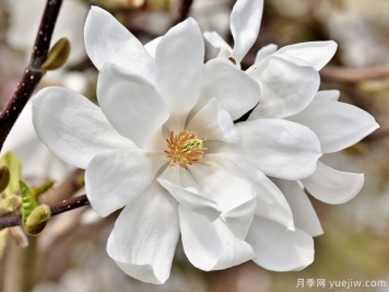 栽種白玉蘭種植地點(diǎn)、品種如何選擇？