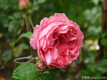 婦女樂(lè )園月季
