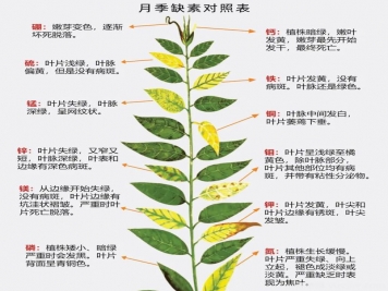 月季應該用什么樣的肥料？月季全年用肥技巧精簡(jiǎn)版