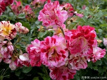 安茹復古自行車(chē)月季