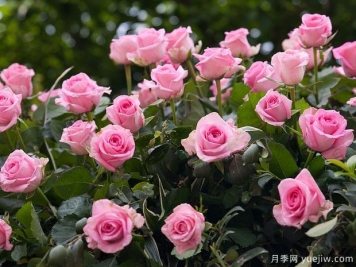 月季花是不是很難養？