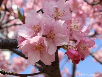 早櫻晚櫻冬櫻的區別？櫻花主要品種
