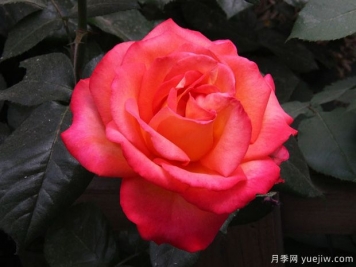 林草工作者必知的名詞術(shù)語(yǔ)，包含林業(yè)草原園林