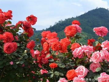 園林苗木行業(yè)必知的專(zhuān)業(yè)術(shù)語(yǔ)，還有哪些不知道？