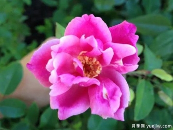 從澳大利亞發(fā)現并命名的萬(wàn)家燈火談中國古老月季