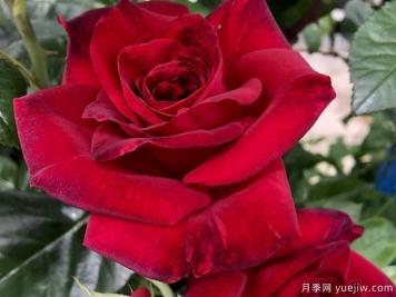 玫瑰先生月季的觀(guān)賞美麗和養護指南