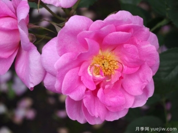 愛(ài)月季(奧斯汀)