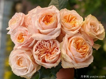 維多利亞蜜桃月季