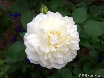 維多利亞公主月季的優(yōu)缺點(diǎn)是什么？