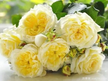 蒂薩內月季/草藥茶月季