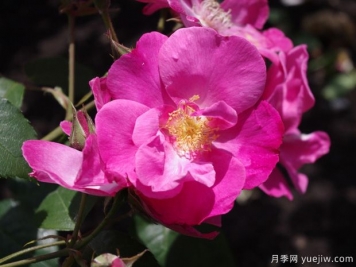 浮華月季