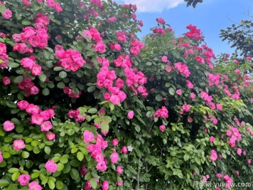 蚌埠月季市花文化和景觀(guān)圖集
