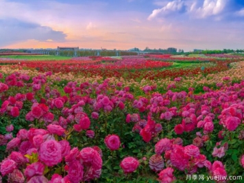 2023首屆世界月季博覽會(huì )開(kāi)幕，綠色中國行—走進(jìn)大美南陽(yáng)