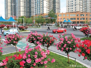 南陽(yáng)月季美如畫(huà)，產(chǎn)業(yè)興旺強品牌