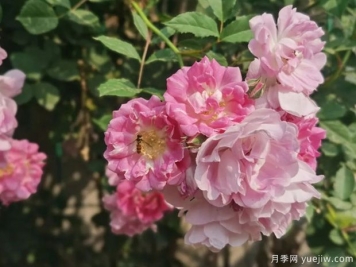 南陽(yáng)薔薇花滿(mǎn)架，城區賞花去哪里？