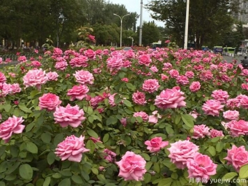 淮安市花美麗綻放，滿(mǎn)城月季處處芬芳