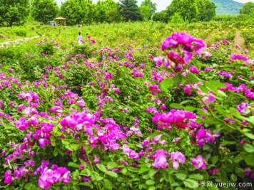 淮南月季市花文化和景觀(guān)圖集