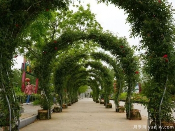 淮南焦崗湖月季花會(huì )，正是一年好風(fēng)景