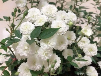 超微月季推薦，雪月月季