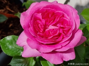 特拉芳特月季，月季界的香味王，濃濃水果香