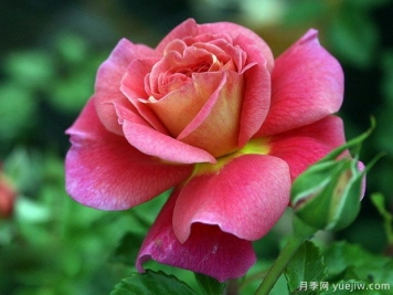 月季，玫瑰 ，薔薇，是同一種花嗎？有何不同