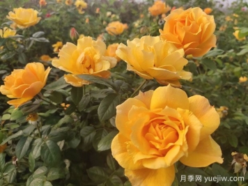 養殖月季的6個(gè)實(shí)用小技巧，輕松賞花
