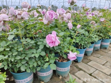 秋季養月季花，禁用4種肥料，這是“奪命肥”