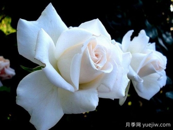 管弦樂(lè )隊月季