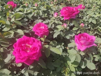 月季株形知識：微月、灌木、藤本、可藤可灌、株型緊湊