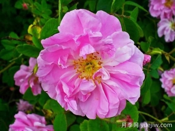 大馬士革玫瑰是玫瑰嗎？不是，甚至也不是月季！